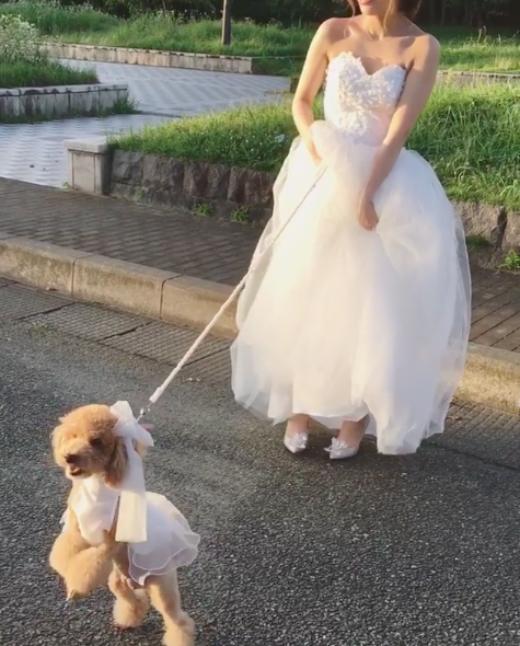 Forget a bouquet — we’d rather hold a poodle wearing ruffles on our wedding day!