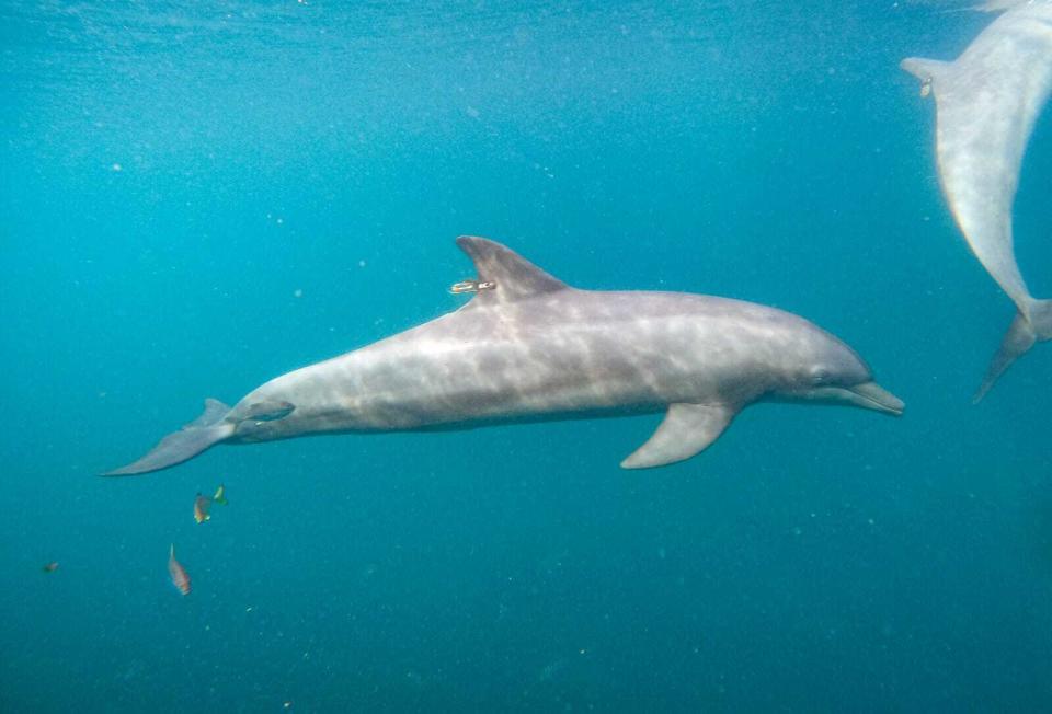 In this photo released by DolphinProject.com, Rocky with GPS tag attached swims at the Umah Lumba Rehabilitation, Release and Retirement Center in Banyuwedang Bay, West Bali, Indonesia Saturday, Sept. 3, 2022. Three bottlenose dolphins were released into the open sea in Indonesia Saturday after years of being confined for the amusement of tourists who would touch and swim with them. (DolphinProject.com via AP)