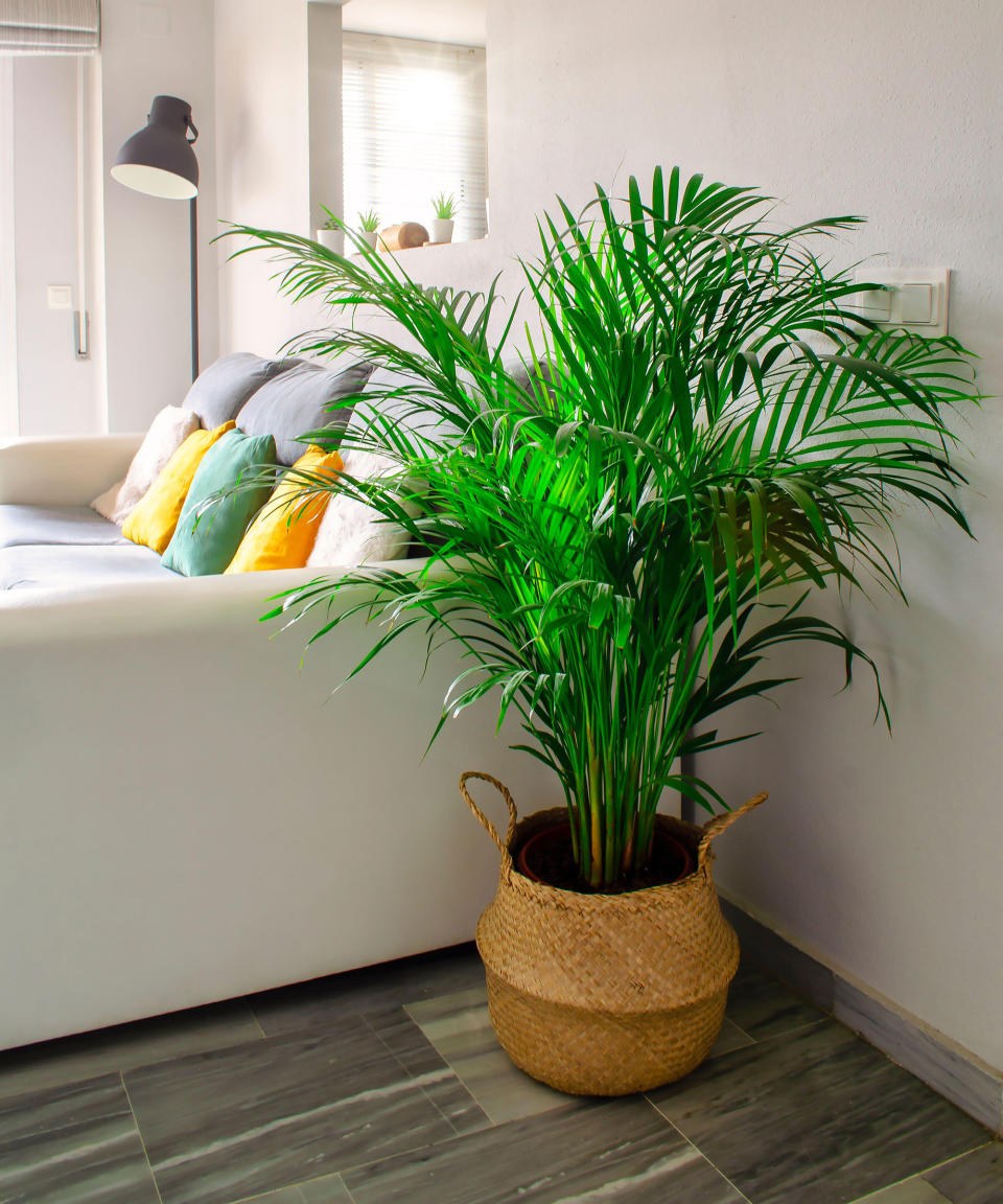 3. Areca palm (Dypsis lutescens)