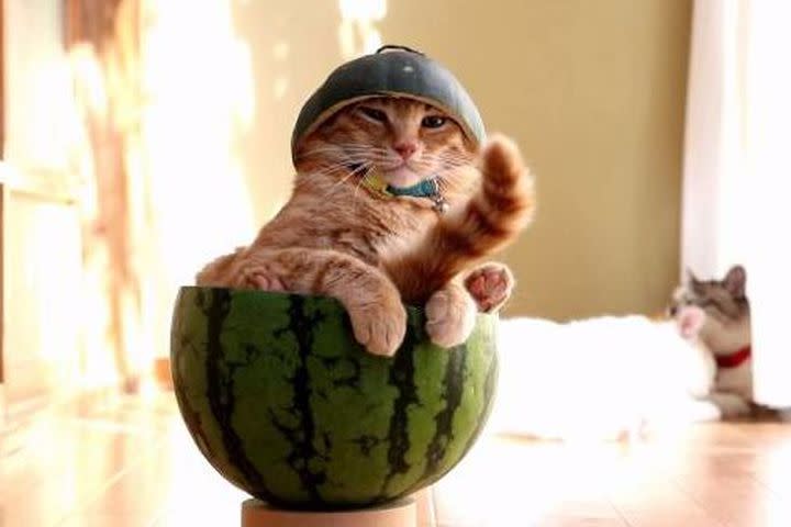 cats in watermelon