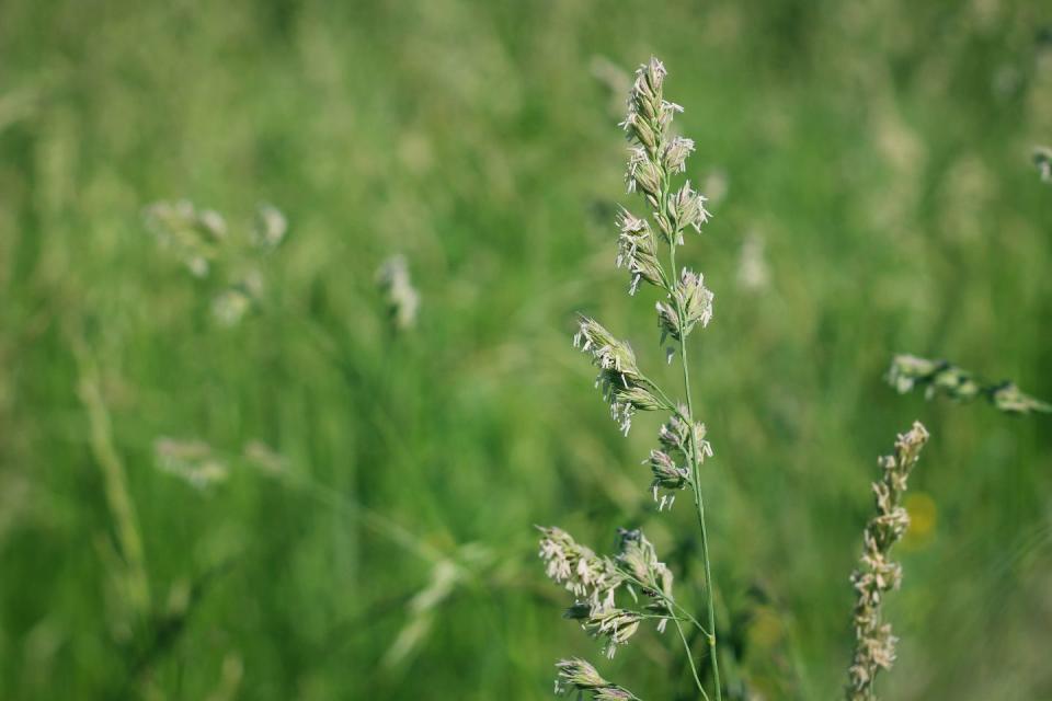 types of weeds annual bluegrass