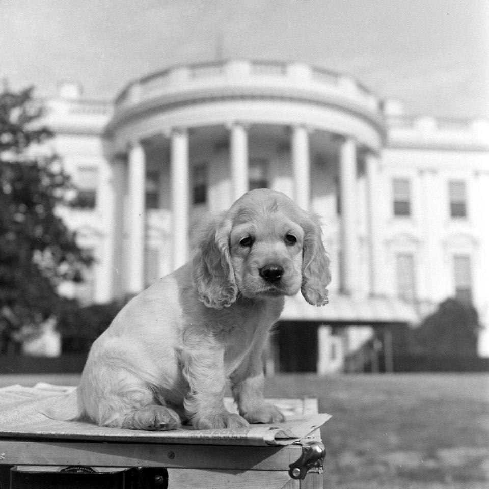 Harry Truman's dog Feller sitting outside the White House.