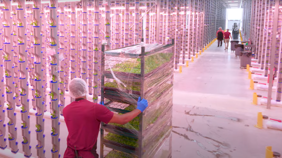 Eden Green Technology will produce and ship 350,000 to 400,000 pounds of fresh herbs a year from one of its two greenhouses in Cleburne, Texas. (Photo: Eden Green Technology)