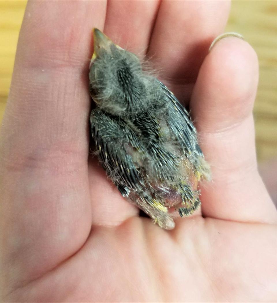 The baby bird that arrived by Uber. Wildlife Rehabilitation Center of Northern Utah