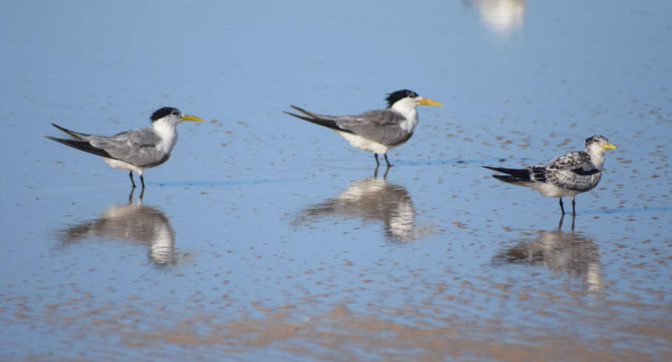 Crested terns on the beach. 