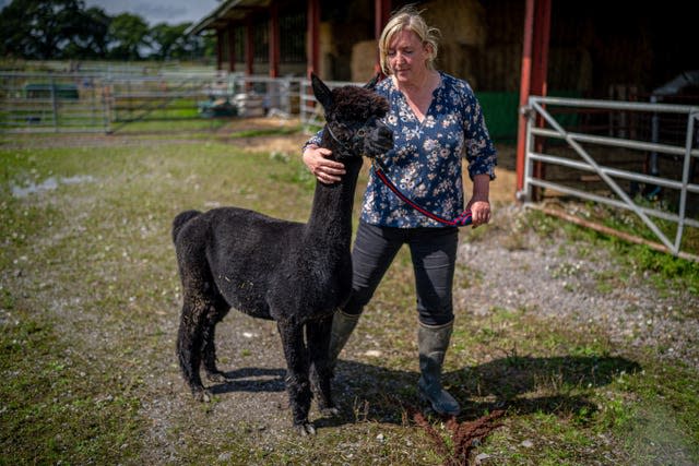 Helen Macdonald in the bio-secure pen with Geronimo the alpaca