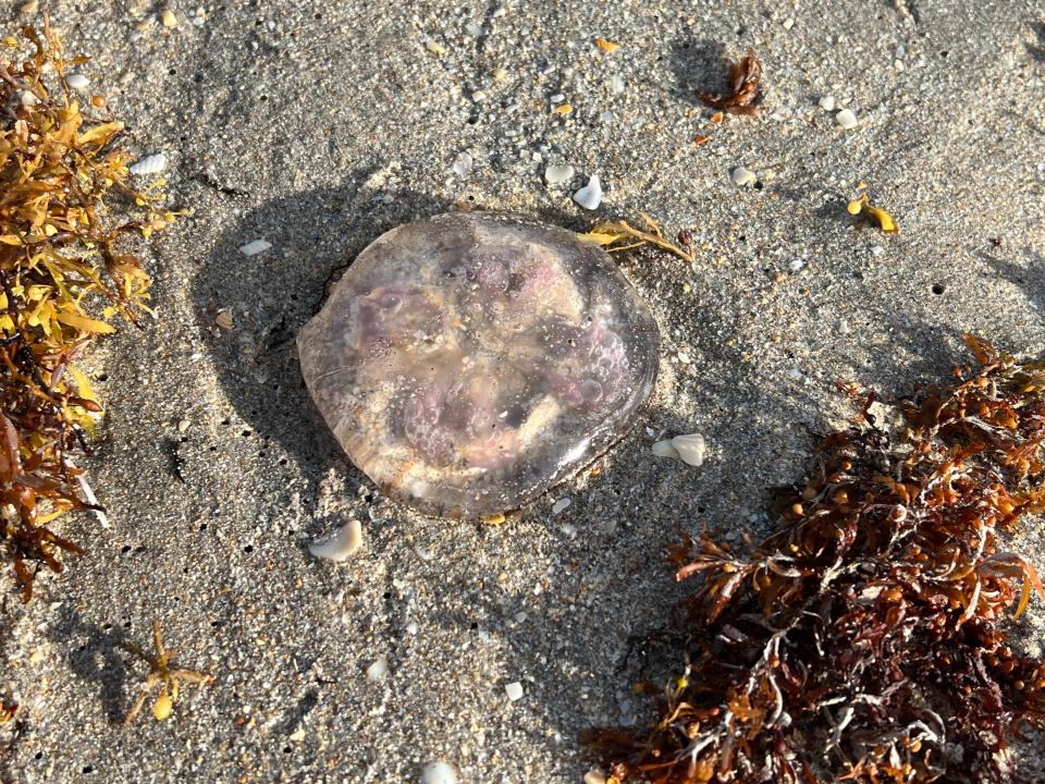 A close-up shot of a jellyfish washed up on the shore next to seaweed.