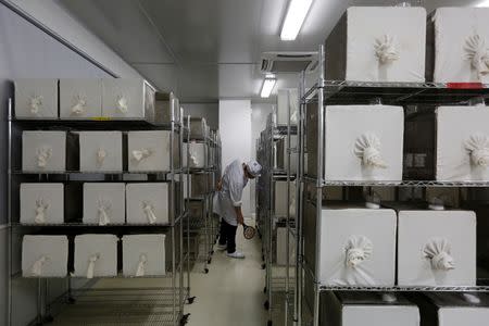 A lab technician kills mosquitos with an electric swatter inside Sun Yat-Sen University-Michigan State University Joint Center of Vector Control for Tropical Disease, the world’s largest "mosquito factory" which breeds millions of bacteria-infected mosquitoes, in the fight against the spread of viruses such as dengue and Zika, in Guangzhou, China July 28, 2016. Picture taken July 28, 2016. REUTERS/Bobby Yip