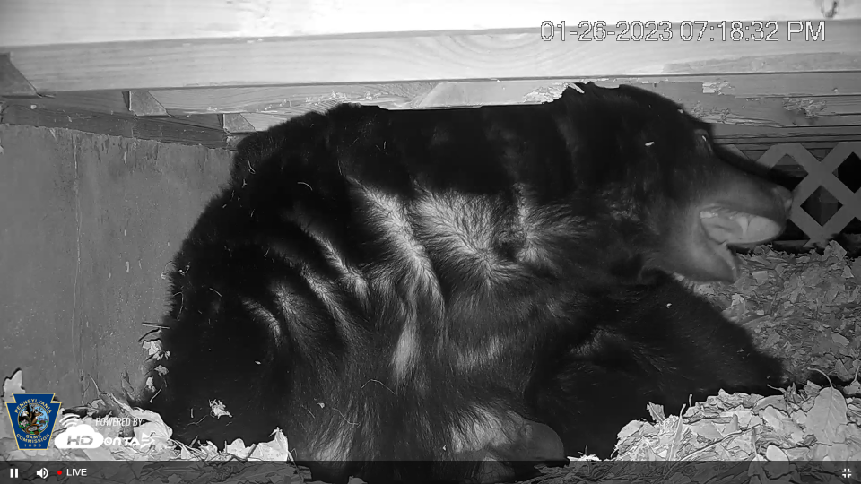 In a livestream image, a black bear yawns under a Pike County deck on Jan. 26, 2023.