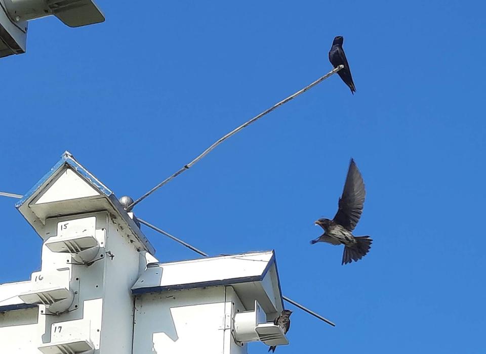 Purple martins gather July 23 at houses at Walnut Creek Marina in Erie County. The birds will fly south to Brazil in September and are expected to return to the same nesting boxes in the spring.