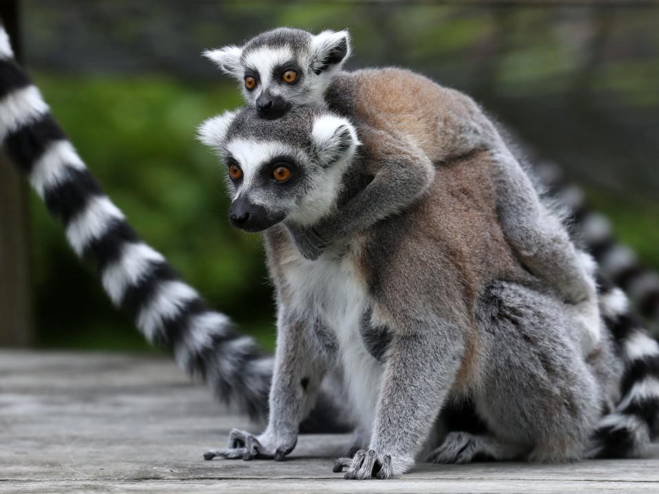 lemur mother and baby