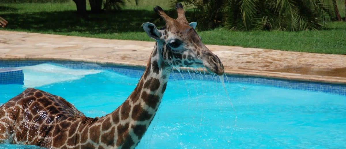 Enjoy Your Day With These Photos Of A Giraffe In A Swimming Pool