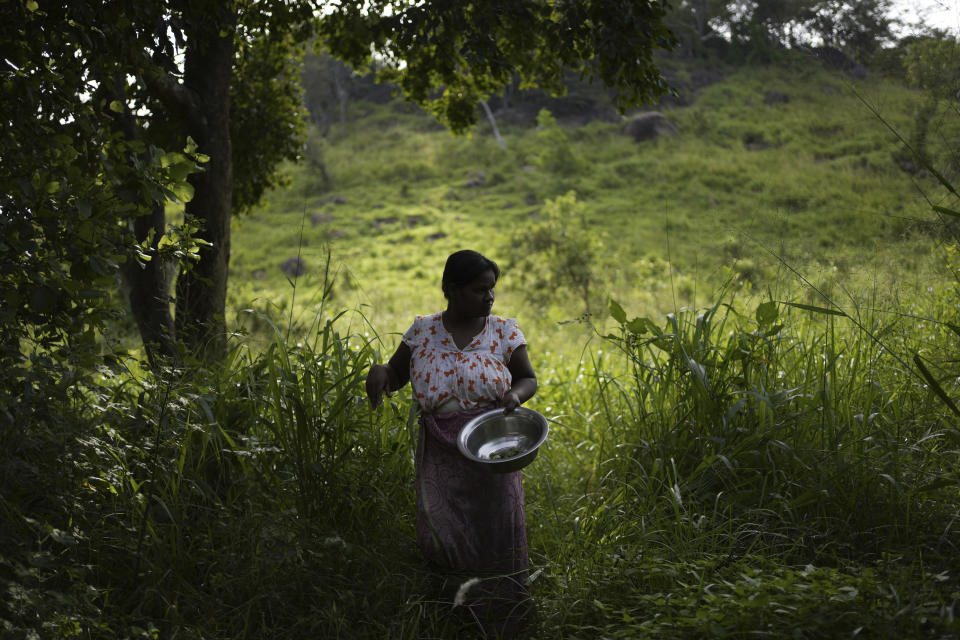 Lalani, a pregnant mother who also have three other children, collects a variant of eggplant fruits to cook, at a nearby woods in Vavuniya, about 250 kilometres north east of Colombo, Sri Lanka, Wednesday, Dec. 14, 2022. Due to Sri Lanka's current economic crisis families across the nation have been forced to cut back on food and other vital items because of shortages of money and high inflation. Many families say that they can barely manage one or two meals a day. (AP Photo/Eranga Jayawardena)