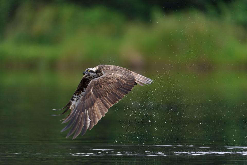 Osprey