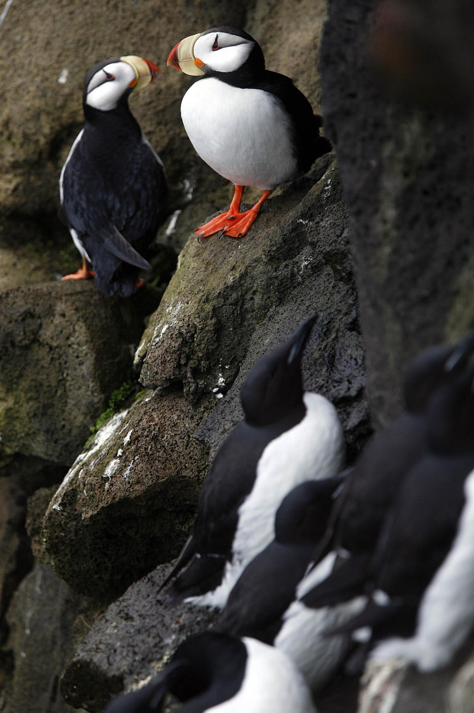 FILE - In this June 4, 2008 file photo, puffins sit above murrs on the cliff on St. Paul Island, Alaska. Arctic seabirds unable to find enough food in warmer ocean waters are just one sign of the vast changes in the polar region, where the climate is being transformed faster than anywhere else on Earth. An annual report, to be released Tuesday, Dec. 13, 2022 by U.S. scientists, also documents rising Arctic temperatures and disappearing sea ice. (AP Photo/Al Grillo, File)