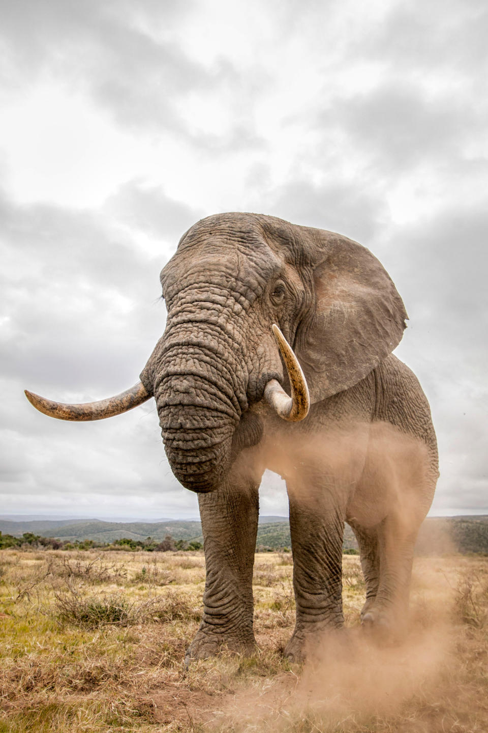 <p>Ein Elefantenbulle schreitet durch die Steppen Südafrikas. Dem Fotografen Brendon Jennings gelang dieses eindrucksvolle Bild aus unmittelbarer Nähe bei einem seiner Streifzüge als Feldführer für Touristen. (Bild: Brendon Jennings/Caters News) </p>