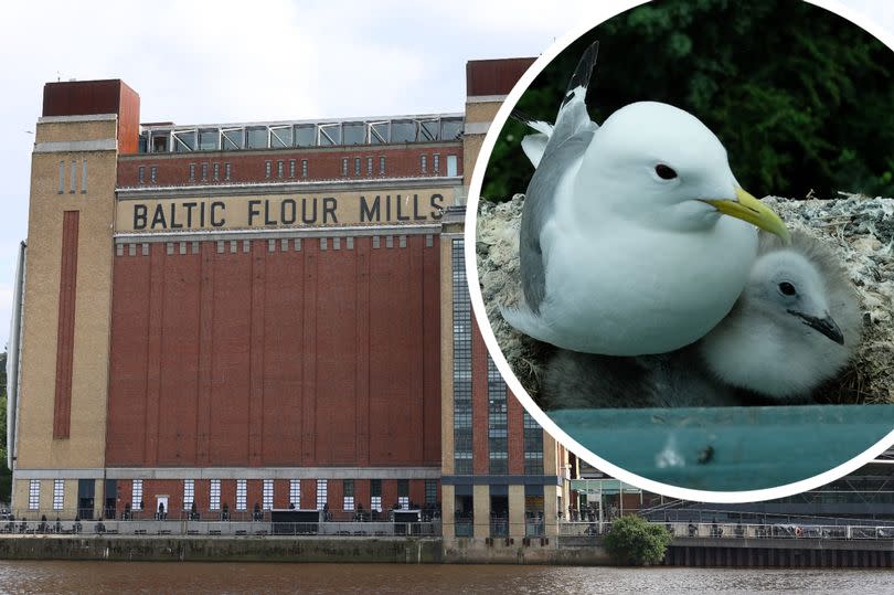 Around 200 pairs of kittiwakes have been known to nest on the Baltic art gallery