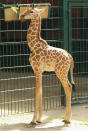 BERLIN, GERMANY - JUNE 29: Jule, a baby Rothschild giraffe, munches on a branch in her enclosure at Tierpark zoo on June 29, 2012 in Berlin, Germany. Jule was born at the zoo on June 10. (Photo by Sean Gallup/Getty Images)