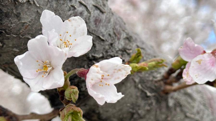 Cherry blossoms at Utah State Capitol, April 2024