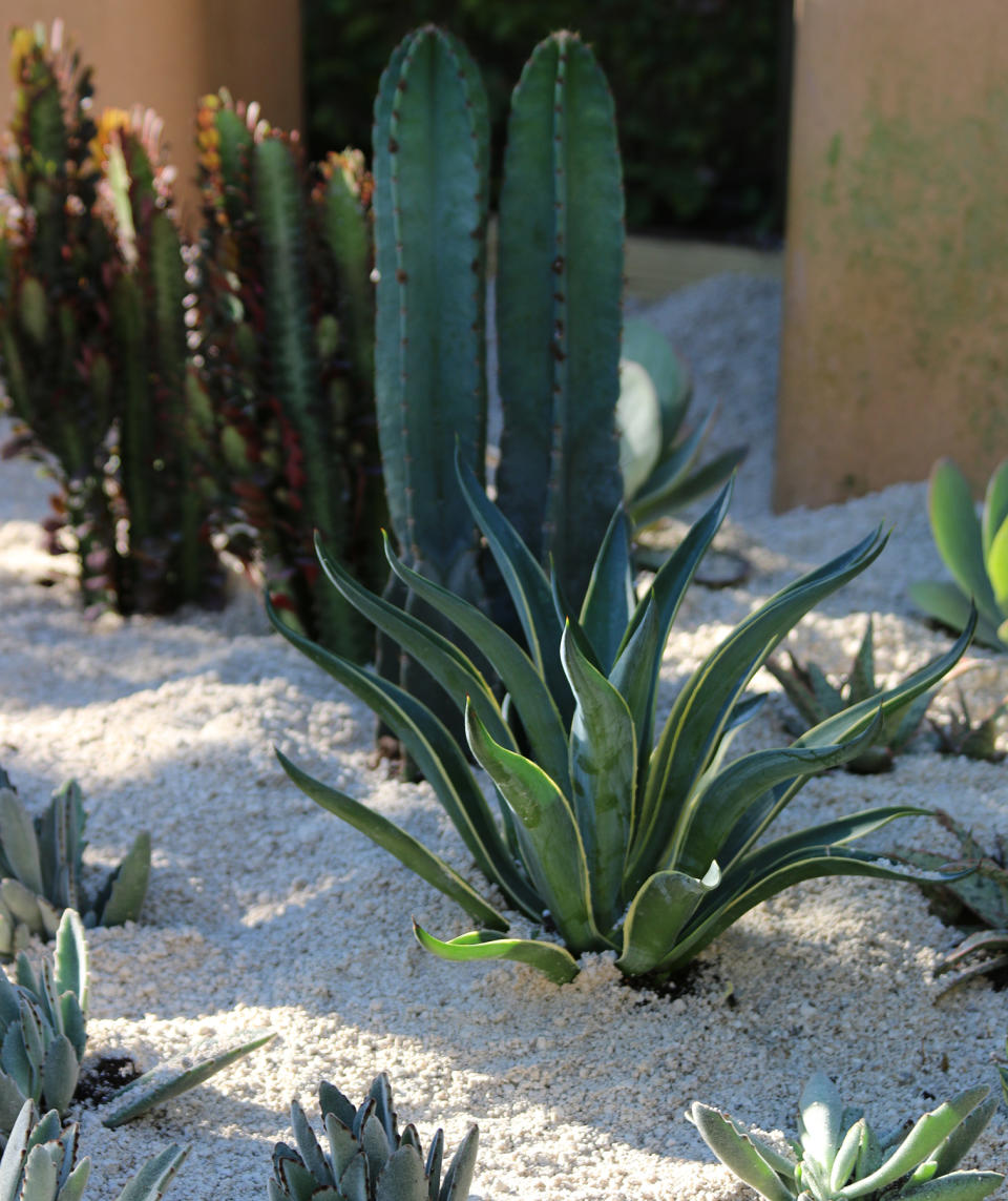 Pro Pick: Agave