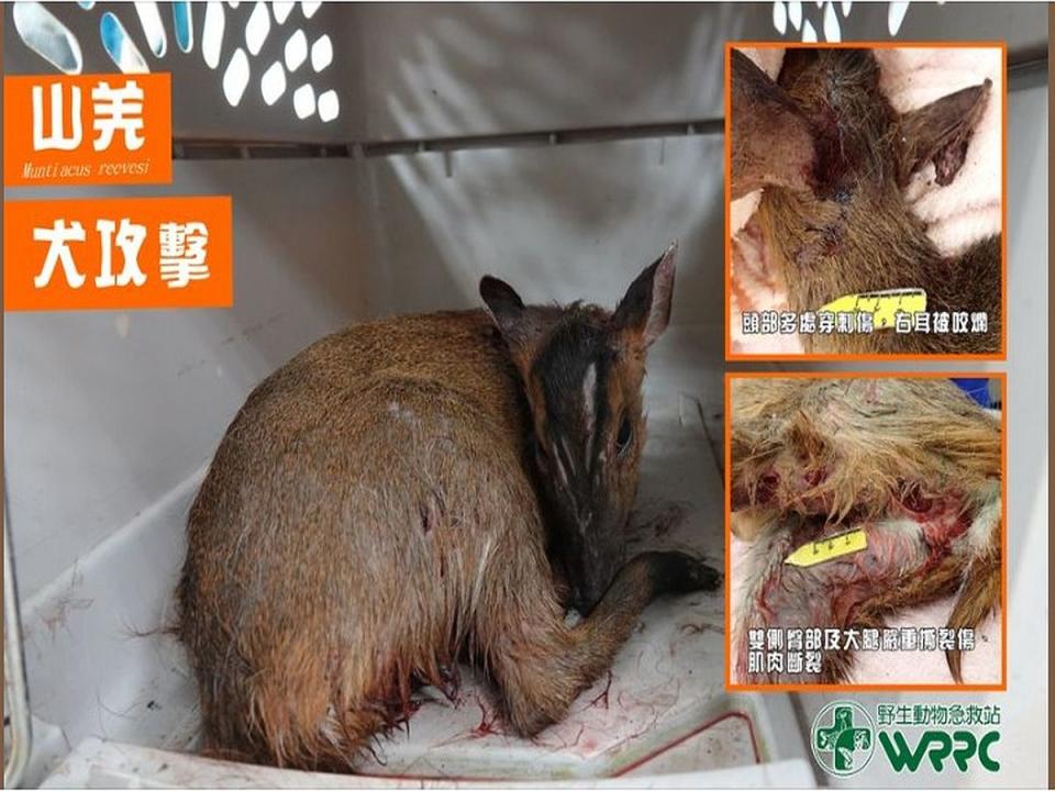 野生動物急救站貼文表示，今年已收到六隻遭遇狗攻擊的山羌，其中五隻傷重死亡。（圖：急救站臉書）