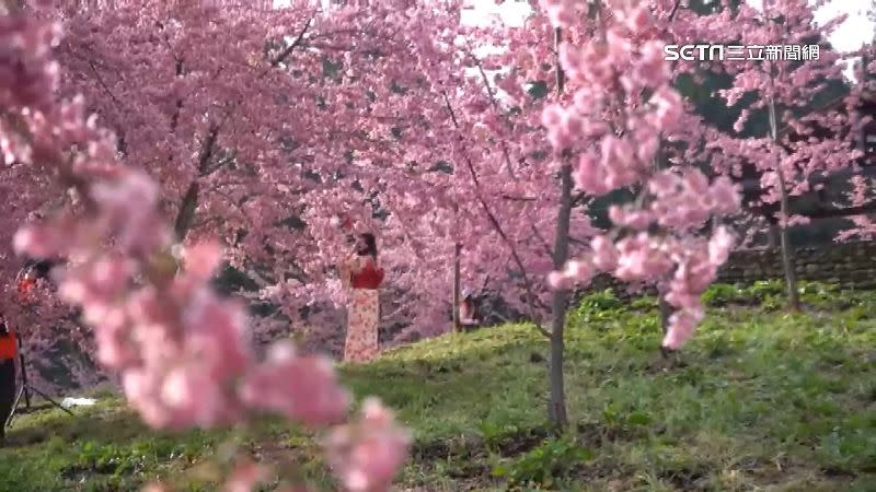 2022年3月，是褔壽山農場櫻花盛開的時候。