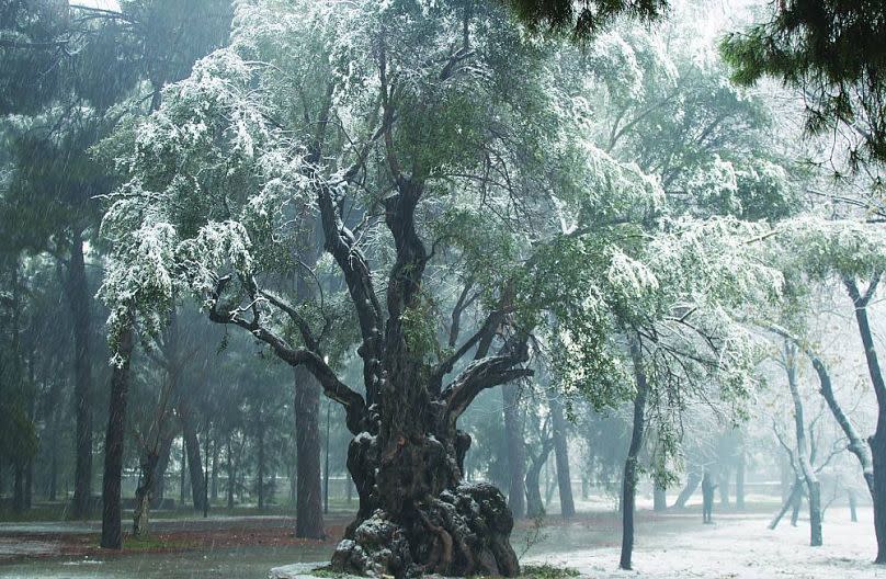 A monumental olive tree