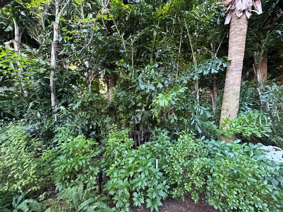 Sabal palms, fishtail palms, wild coffee and Jamaica caper make a dense hedge in deep shade.
