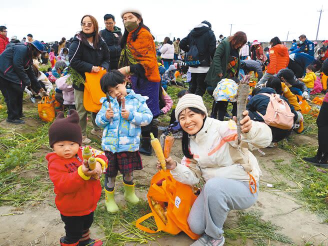 雲林縣東勢鄉胡蘿蔔產量全台第1，雲林縣政府與在地企業「VDS活力東勢」公司2日共同舉辦「國際台灣胡蘿蔔日」，吸引2萬餘人到場拔蘿蔔，創歷年人數最多紀錄。（張朝欣攝）