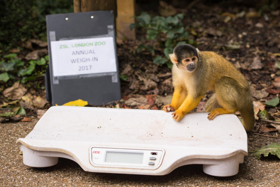 London Zoo