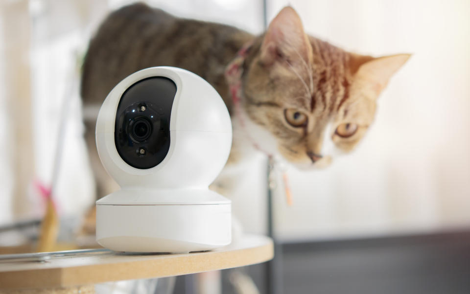 A curious cat closely inspects a modern security camera placed on a table