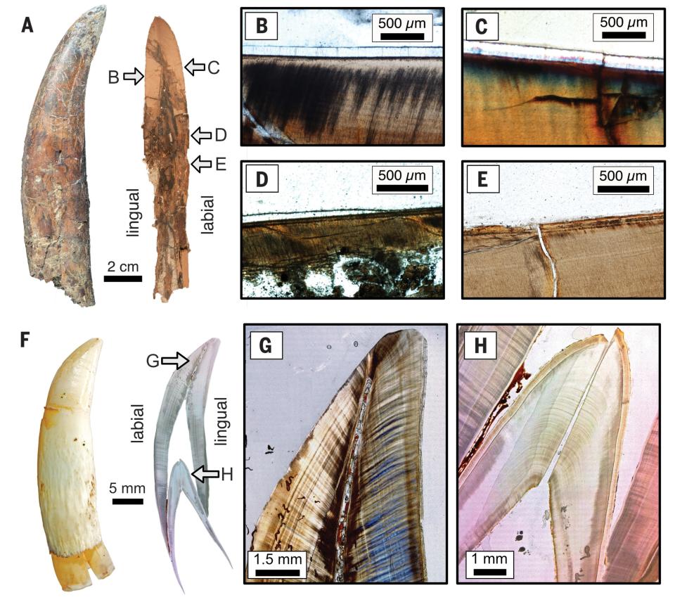 After embedding the Daspletosaurus tooth in resin and slicing into it with a diamond-studded saw, scientists discovered that it lacked significant degradation — signaling that it hadn't been exposed to dry air in a lip-free mouth.