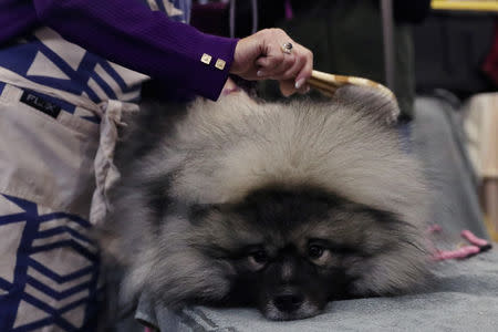 Couvee, an Keeshond breed, is groomed during the 143rd Westminster Kennel Club Dog Show in New York, U.S., February 11, 2019. REUTERS/Shannon Stapleton