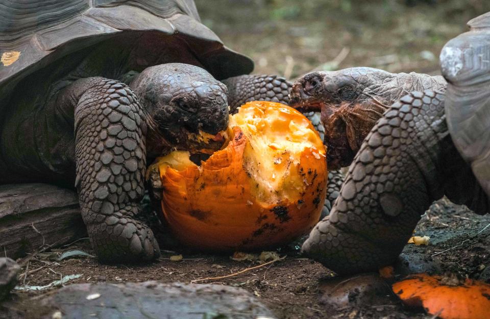 <p>Galapagos tortoises munch on giant pumpkins for an early Halloween treat at Chester Zoo in Chester, Britain, on Oct. 17, 2017. (Photo: Chester Zoo/Caters News) </p>