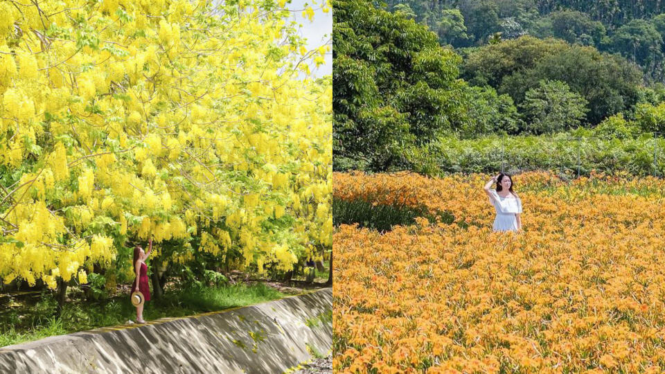 滿樹黃花遍地金 「這5處景點」看初夏最美的金色花海波浪