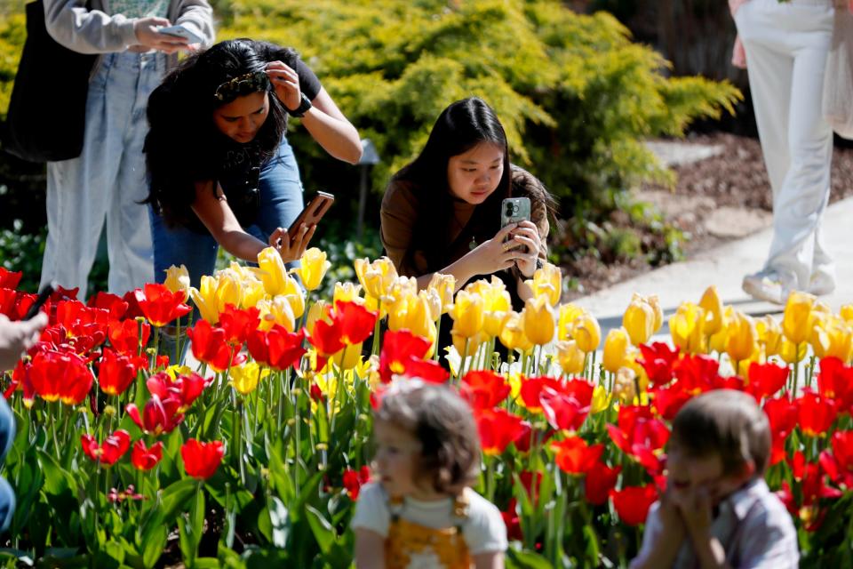 People take pictures of tulips during the first-ever Tulip Festival at the Myriad Botanical Gardens on Saturday, April 8, 2023. 