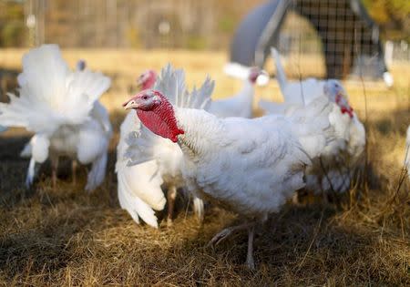 A group of Beltsville Small White turkeys spend time in the field at the farm of Julie Gauthier in Wake Forest, North Carolina, November 20, 2014. REUTERS/Chris Keane