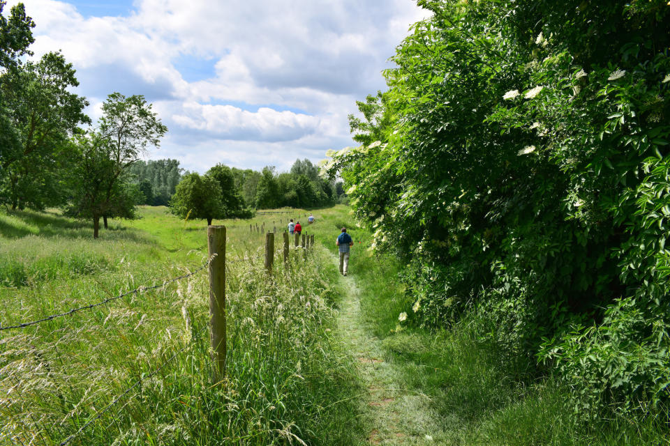 Giant Hogweed in the countryside. (Getty Images)