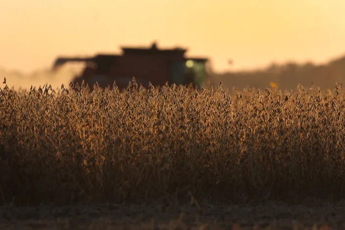 A farmer harvests soybeans near Wyatt, Mo. 