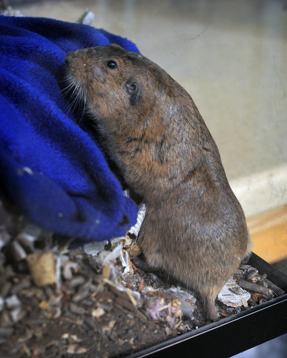 Digger, a Plains Pocket Gopher, seen in 2017 at the River Bend Nature Center.