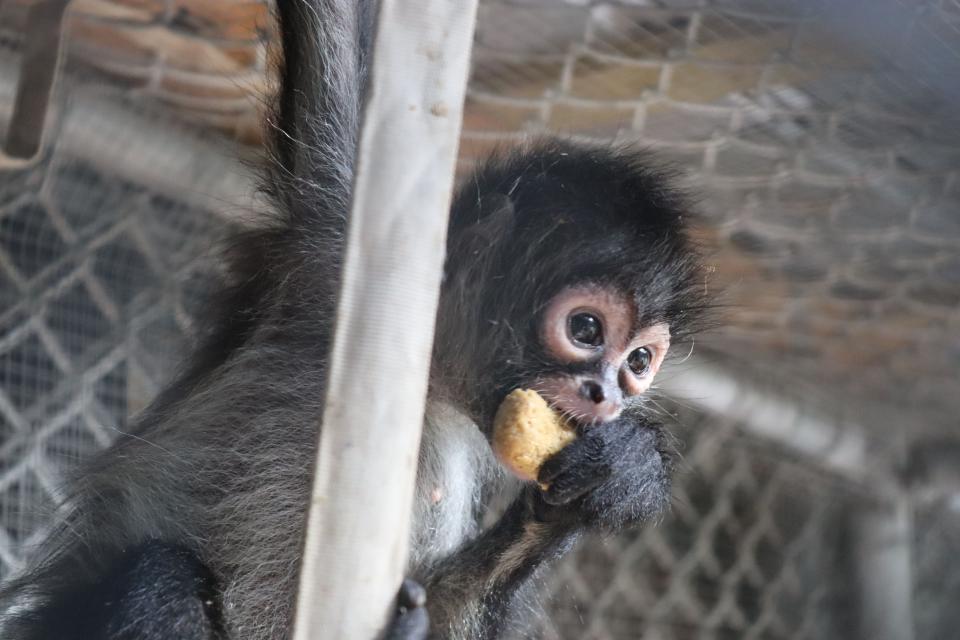 The Central Florida Zoo & Botanical Gardens is now home to three orphaned Mexican spider monkeys, who zoo officials say will make a difference for their species and help the Zoo educate visitors on the dangers of the illegal pet trade.