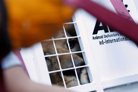 A former circus lion looks from inside his cage while preparing for transportation to a private sanctuary in South Africa, during an airlift organized by Animal Defenders International in Callao, Peru, April 29, 2016. REUTERS/Janine Costa