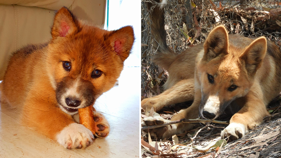 Split screen. Wandi the dingo as a pup and then grown up.