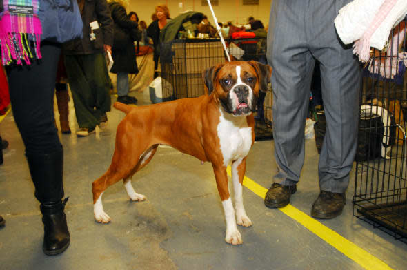 Boxer named Thelma (first natural eared in Westminster). Dogs from all over the world converge on Madison Square Garden in New Y