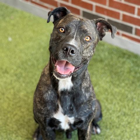 Tulsa is a beautiful dark brindle large mixed breed dog with striking amber colored eyes. He loves to run and play and meet new people. He is about 2 years old. To meet Tulsa, call 405-216-7615 or visit the Edmond Animal Shelter at 2424 Old Timbers Drive in Edmond during open hours.