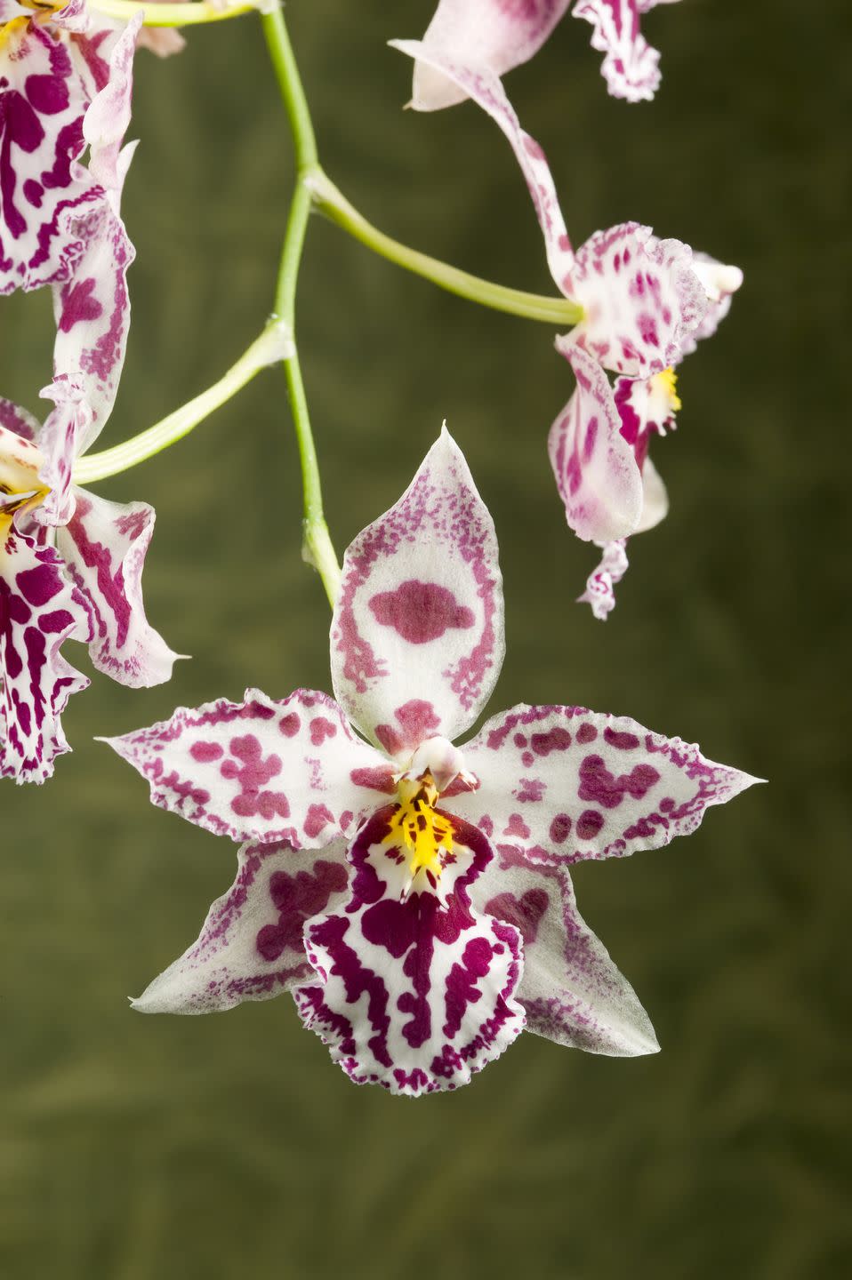 white and pink purple odontoglossum orchids