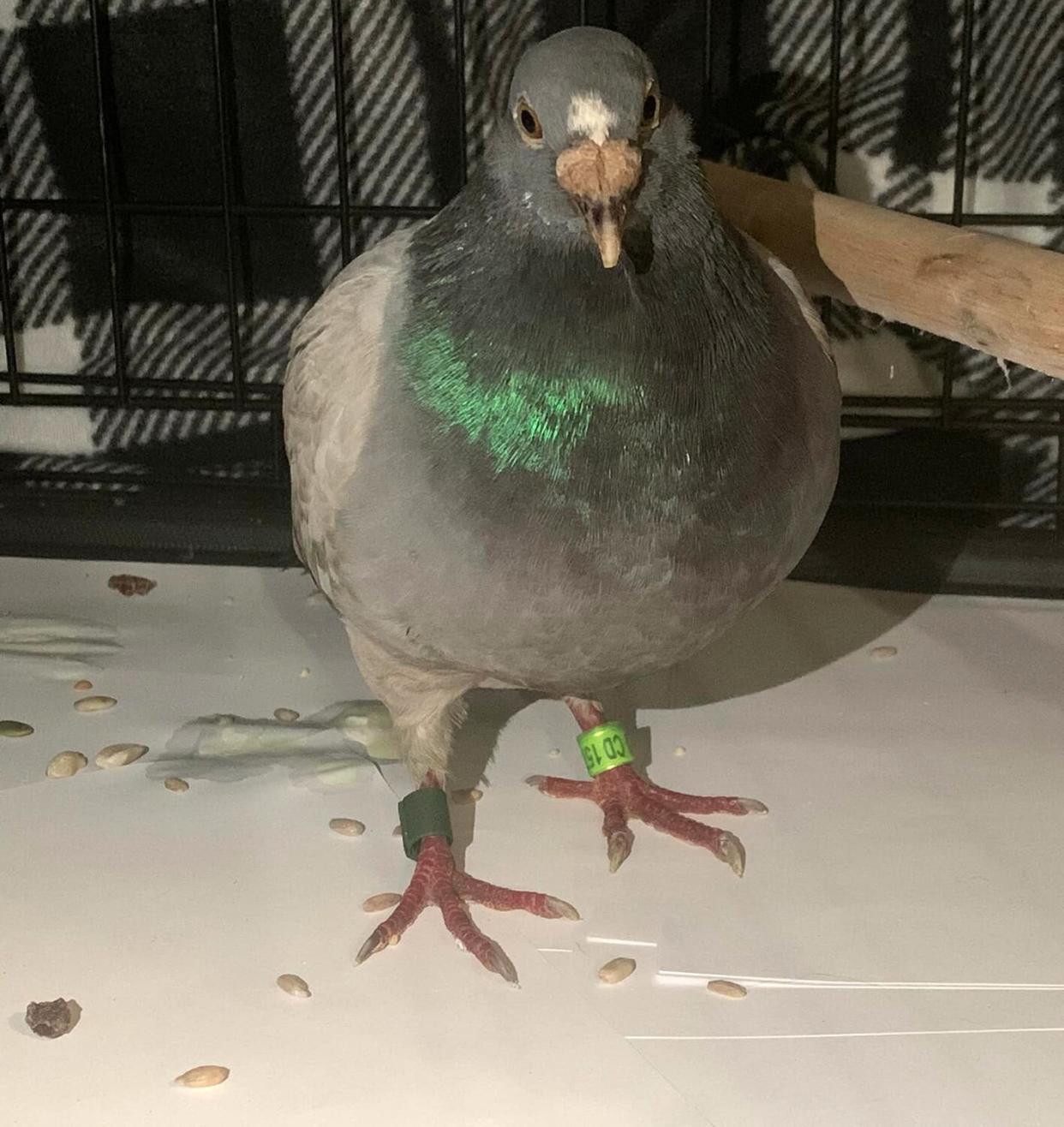 Champion homing pigeon accidentally travels from England to Alabama animal shelter