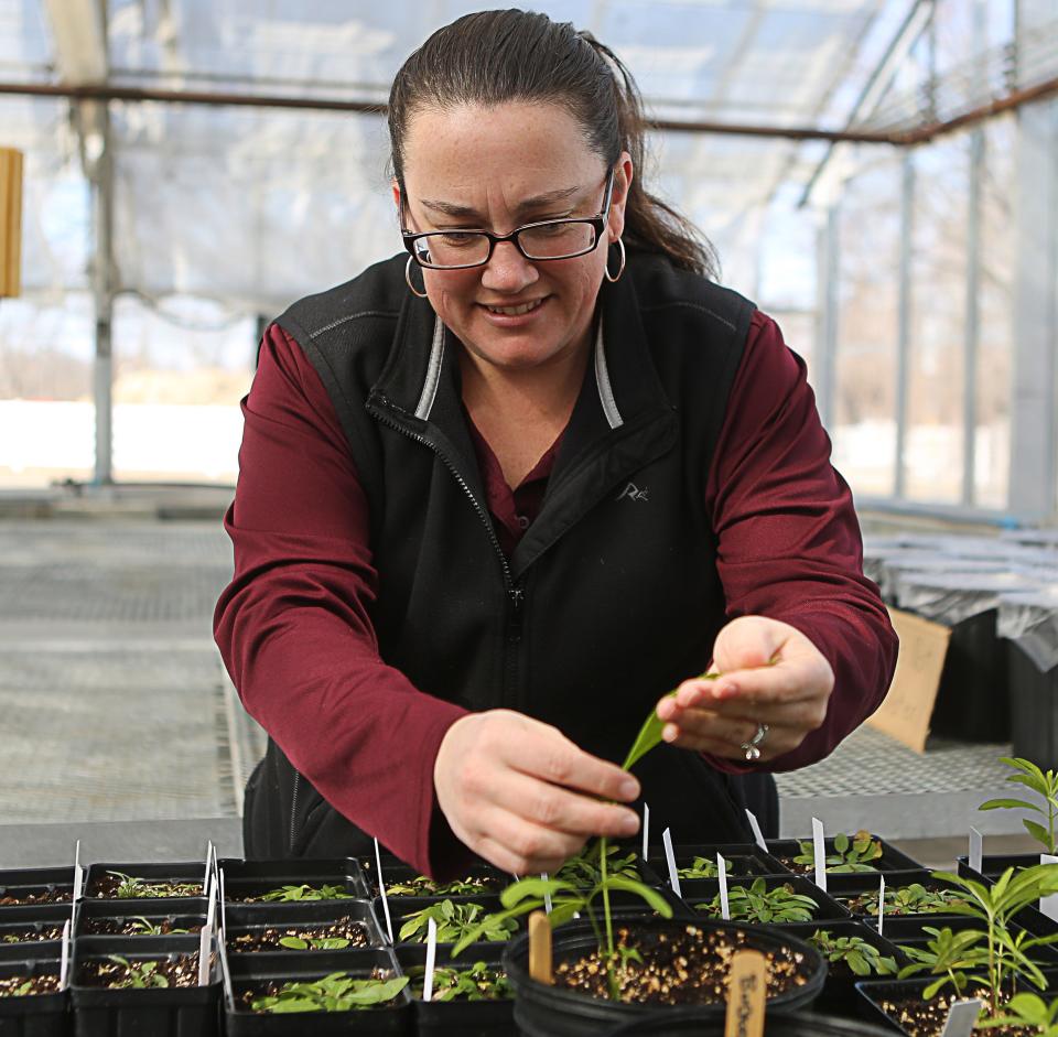 Megan Pleasanton examines a native pollinator plant growing at a greenhouse at Delaware State University on February 20, 2024.