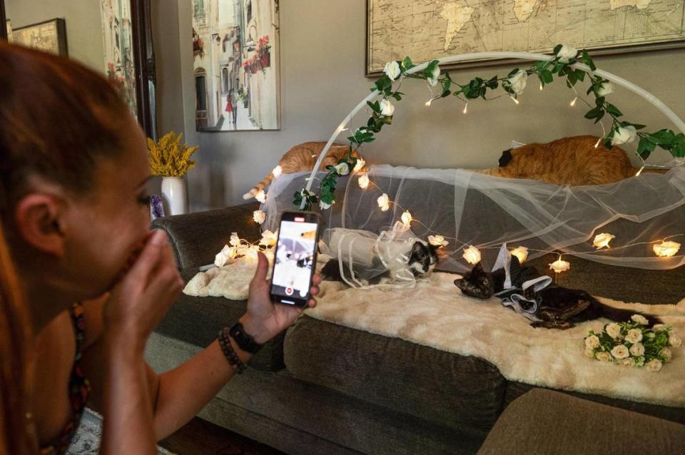 Mandy Morris, cat mama to Willy Wonky, laughs as she films a mock wedding between Willy and his girlfriend, Phoebe from Alabama. Morris runs a popular TikTok account with 1.4 million followers that focuses on Willy and his medical condition. Zachary Linhares/zlinhares@kcstar.com