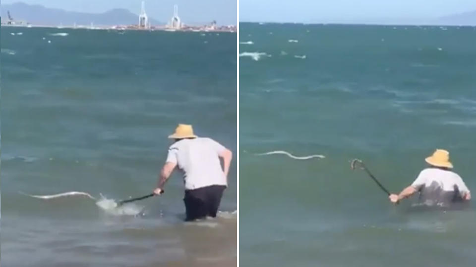 man walks out to sea and whacks sea snake with cane in qld